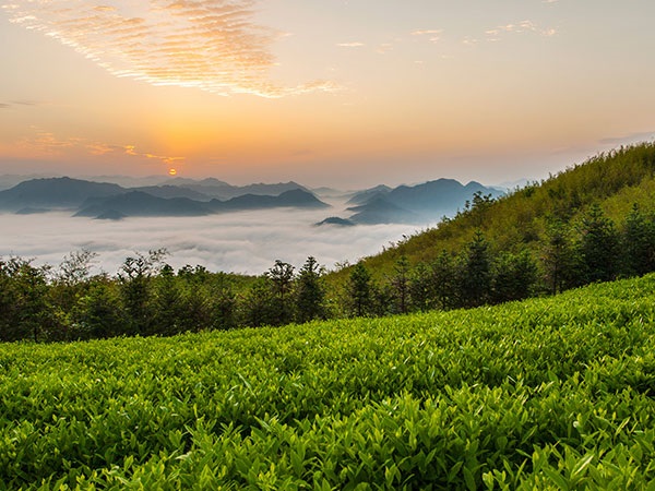 益陽(yáng)安化?天下茶道、云臺(tái)山、茶香花海2日游
