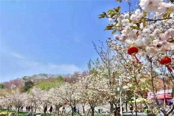 長沙潯龍河櫻花谷、田漢文化園一日游