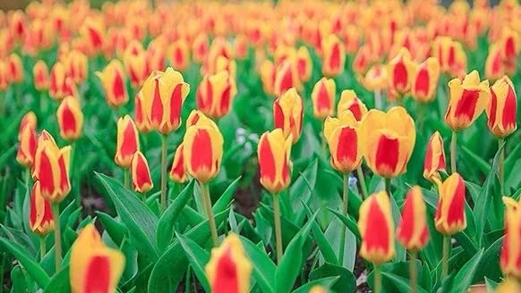 岳陽花語世界、汴河街一日游